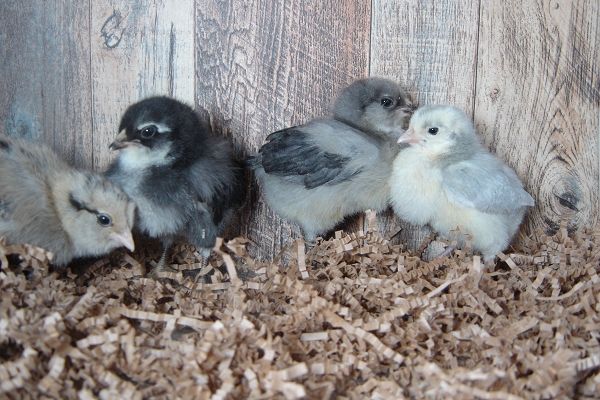 4 Pullet Chicks Week 1 - 3 Easter Egger & 1 Lavender Orpington